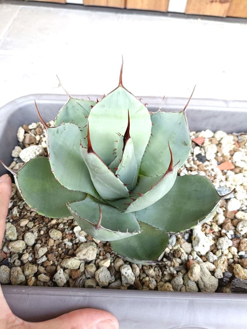 ハンティントン アガベ