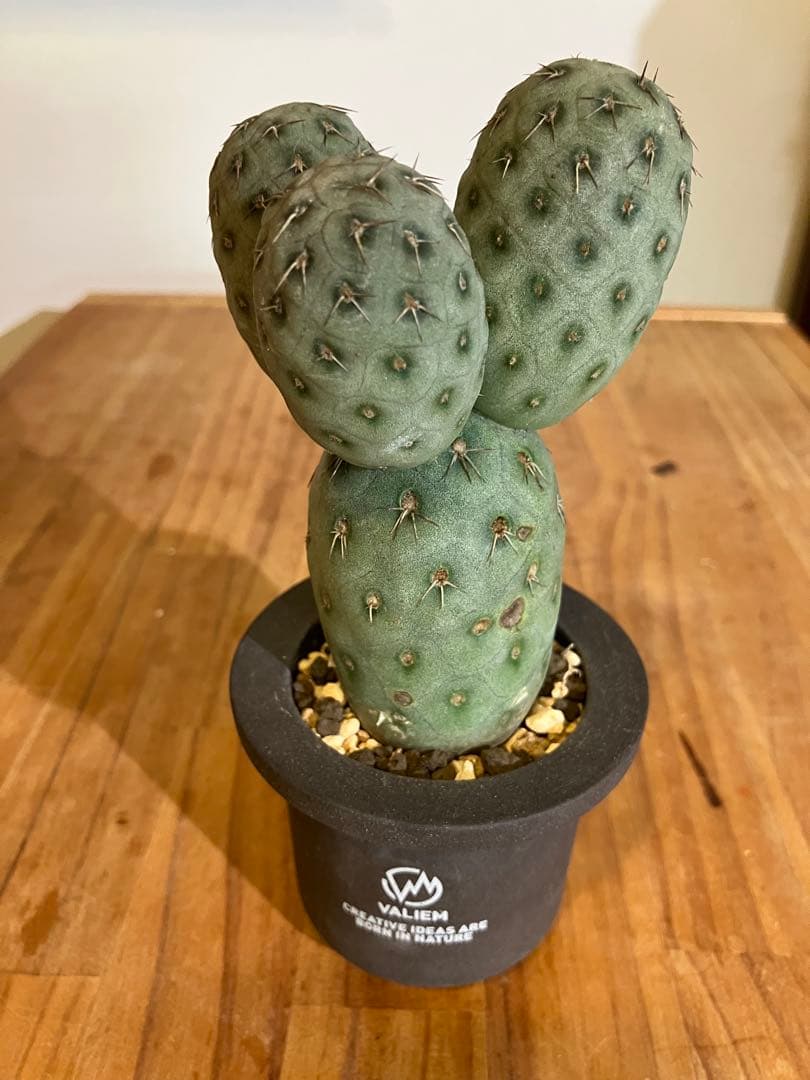 ゲオメトリクス＆valiemやや傷や汚れあり YUZUMIYA_COM