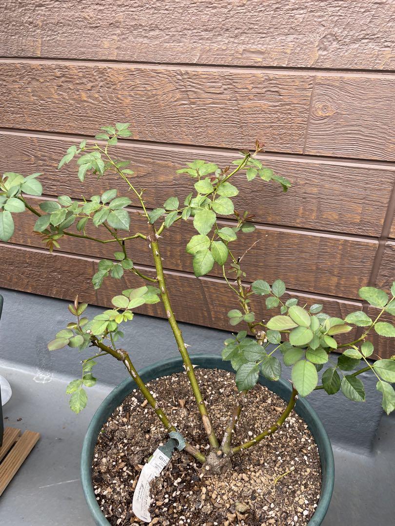 イングリッシュローズ　バラ苗　15lpot