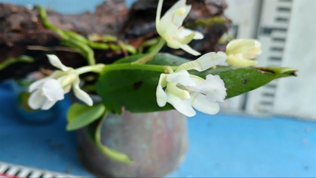 ナゴラン準素芯花芽付き、その他4本