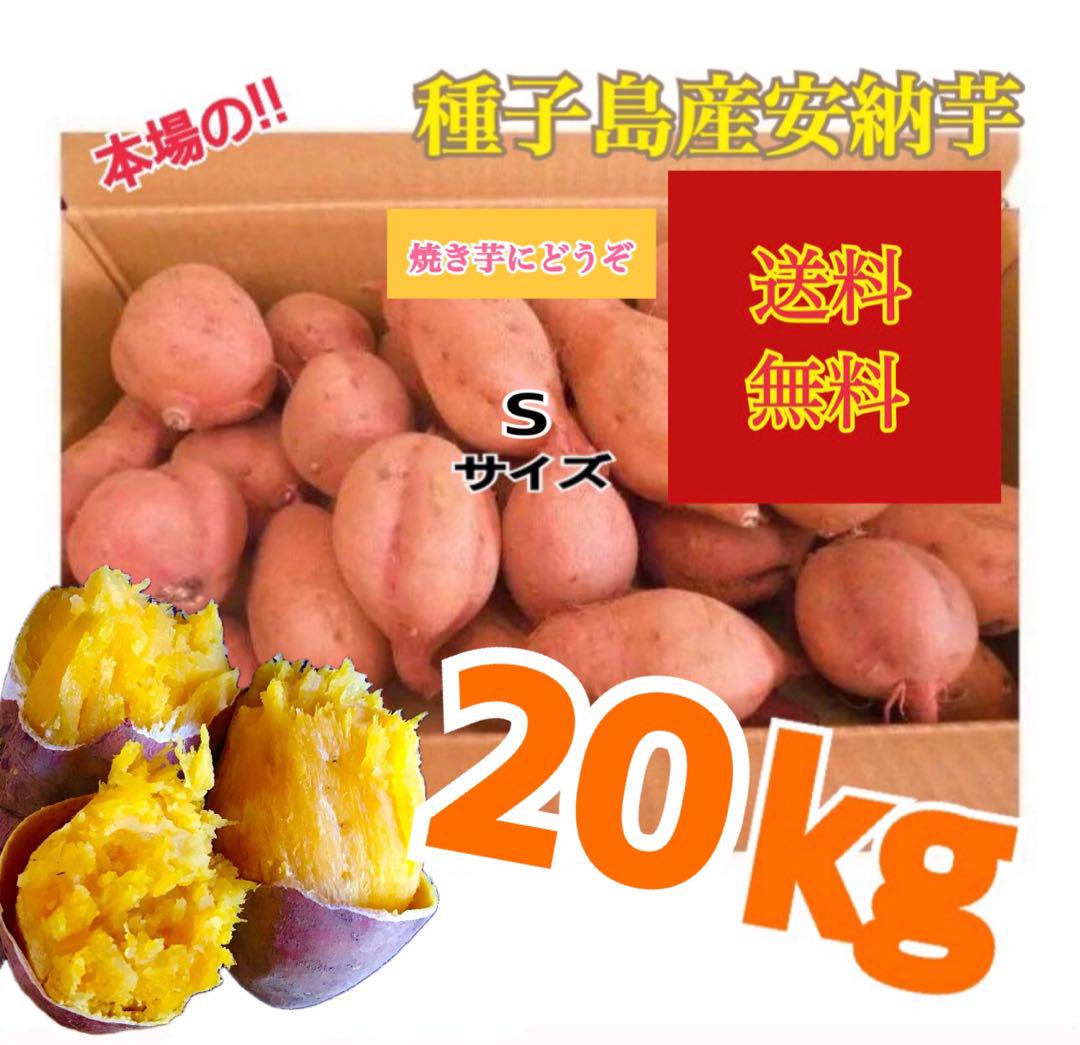 みかんさん専用出品ふきのとう3キロ 野菜