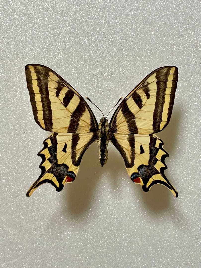 【3頭セット】キアゲハ、ポリタマスアオジャコウ、パピリオアレクサノール 3頭セット】キアゲハ、ポリタマスアオジャコウ、パピリオアレクサ