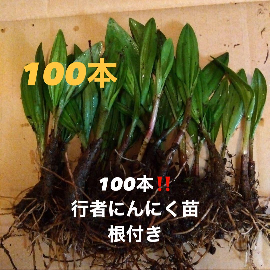 28日正午まで‼️岩手県産天然　行者ニンニク　苗　アイヌネギ　100本 28日正午まで‼️岩手県産天然 行者ニンニク 苗 アイヌネギ 100本