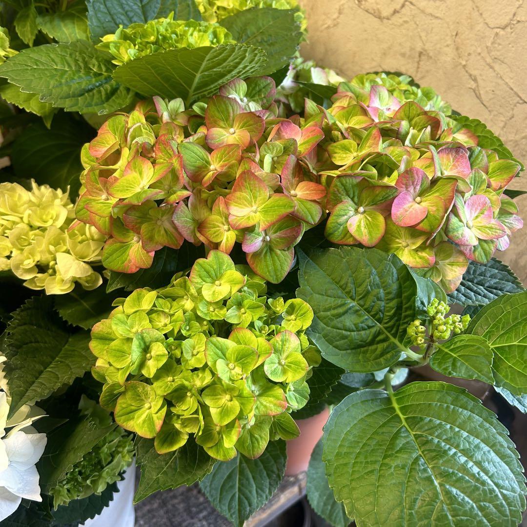 アジサイ　5寸5種5鉢 紫陽花 特選】 アジサイ 5寸5種5鉢 紫陽花