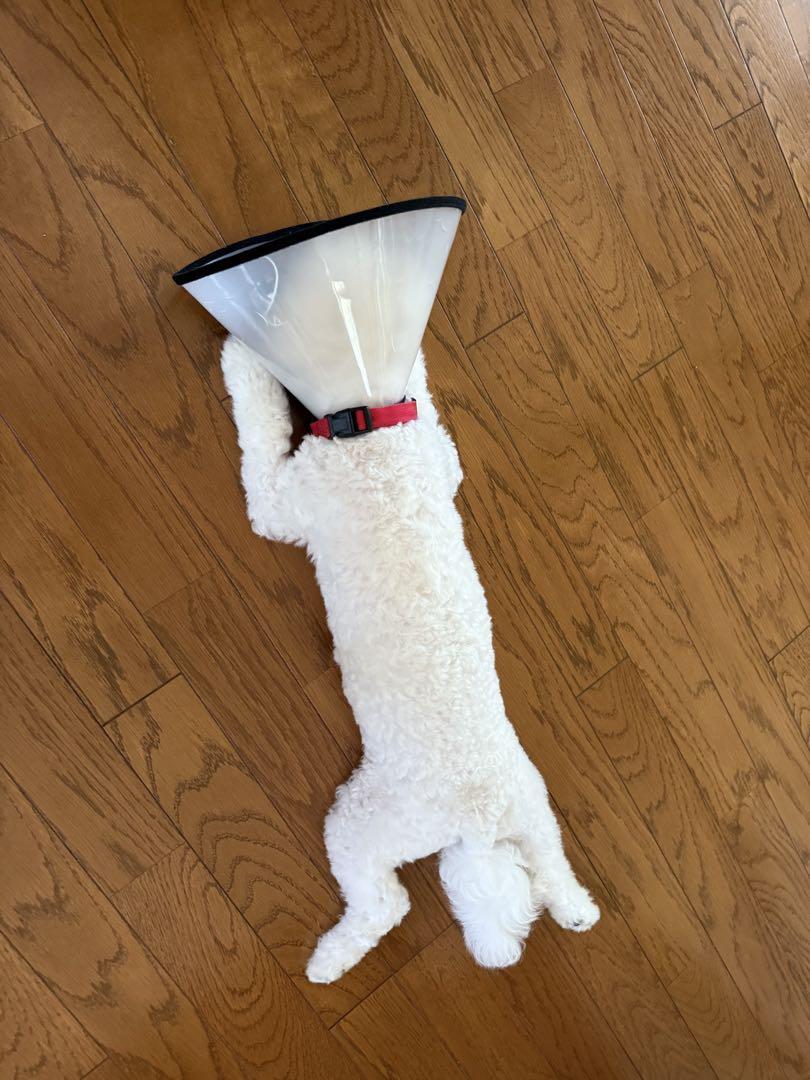 即日発送 