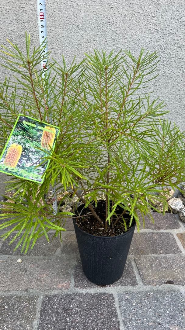 超美株 ヘアピン バンクシア スピヌローサ 5.5号 ④目立った傷や汚れなし YUZUMIYA_COM