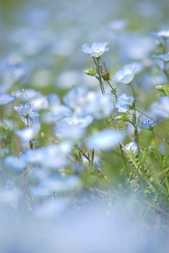 作例付き Carl Zeiss TELE TESSAR 200mm F3.5 作例付き Carl Zeiss TELE TESSAR 200mm F3.5