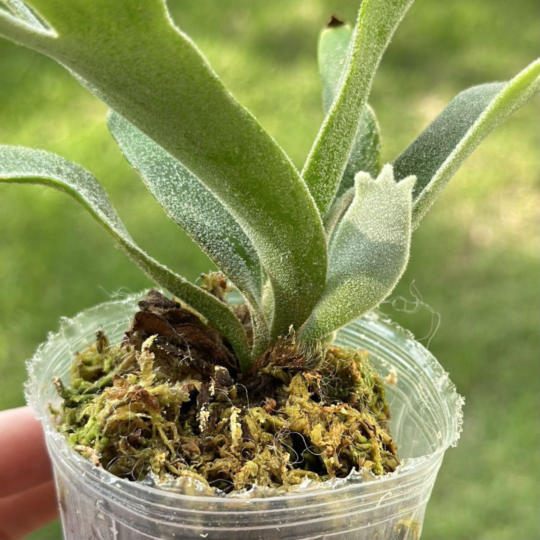 P.willinckii 'Jade Girl' spore 1611 - メルカリ