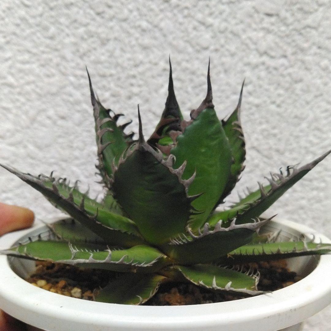 アガベホリダ