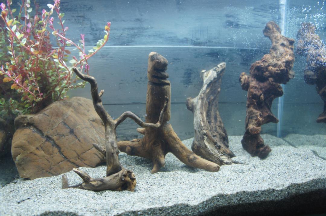 流木 4本セット アクアリウム あく抜き処理済 すぐに沈む
