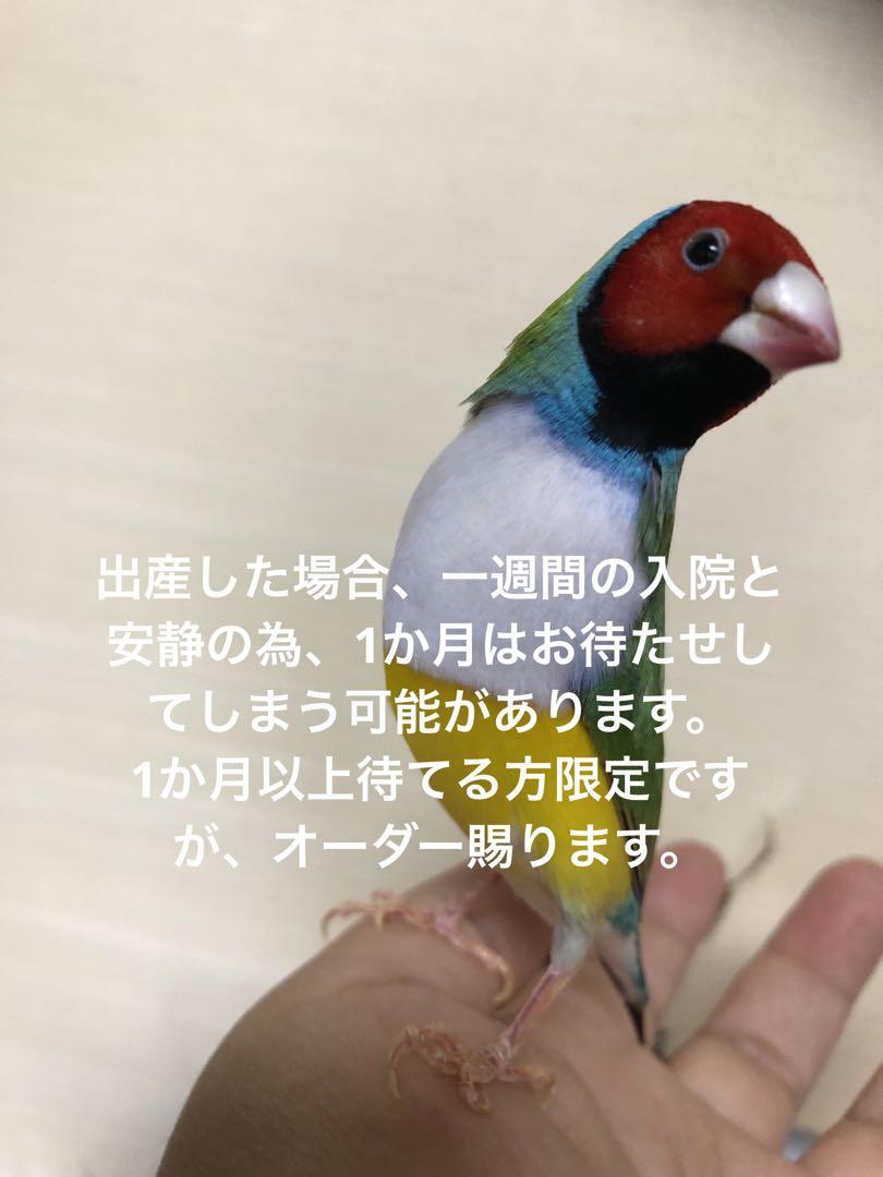オーダー専用
