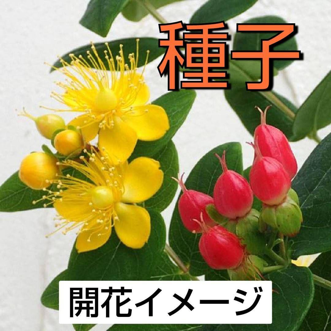 ヒペリカム ジュエリー 種子 メルカリ ヒペリカム ジュエリー 種子 メルカリ
