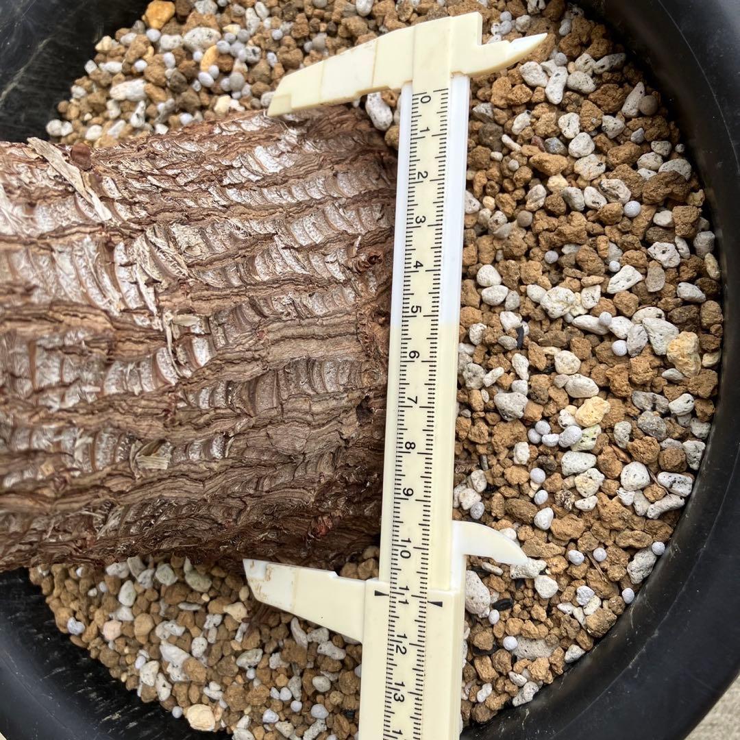 アツバキミガヨランやや傷や汚れあり