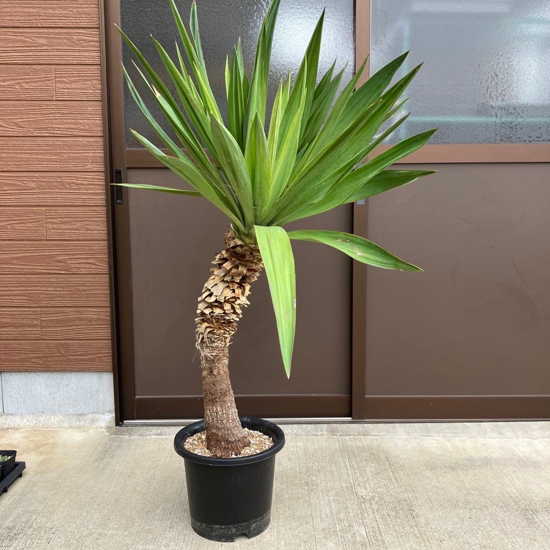 25073 2ヘッド ユッカグロリオサ アツバキミガヨランやや傷や汚れあり YUZUMIYA_COM