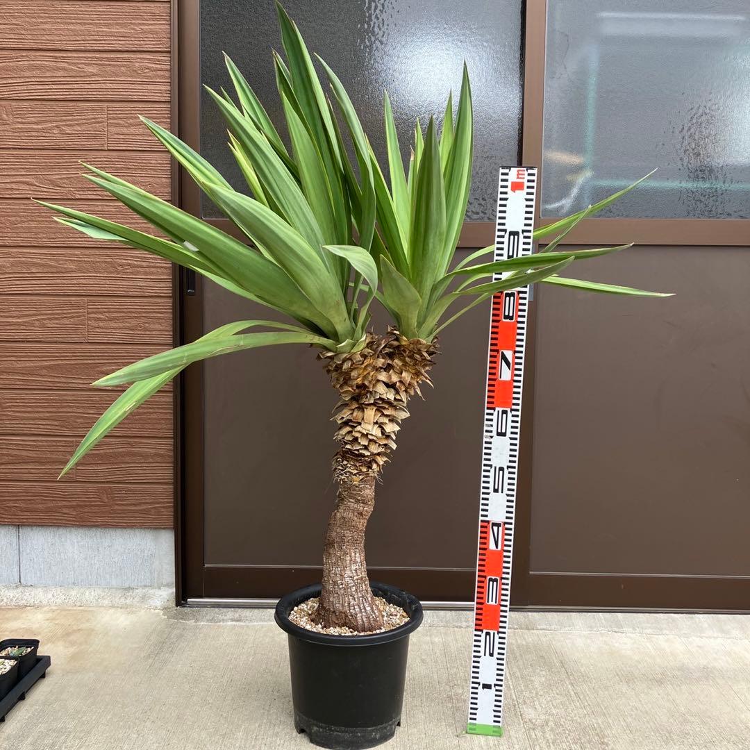 ユッカグロリオサ アツバキミガヨランやや傷や汚れあり