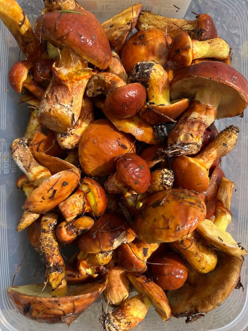 落葉きのこ 北海道産 クール着払い