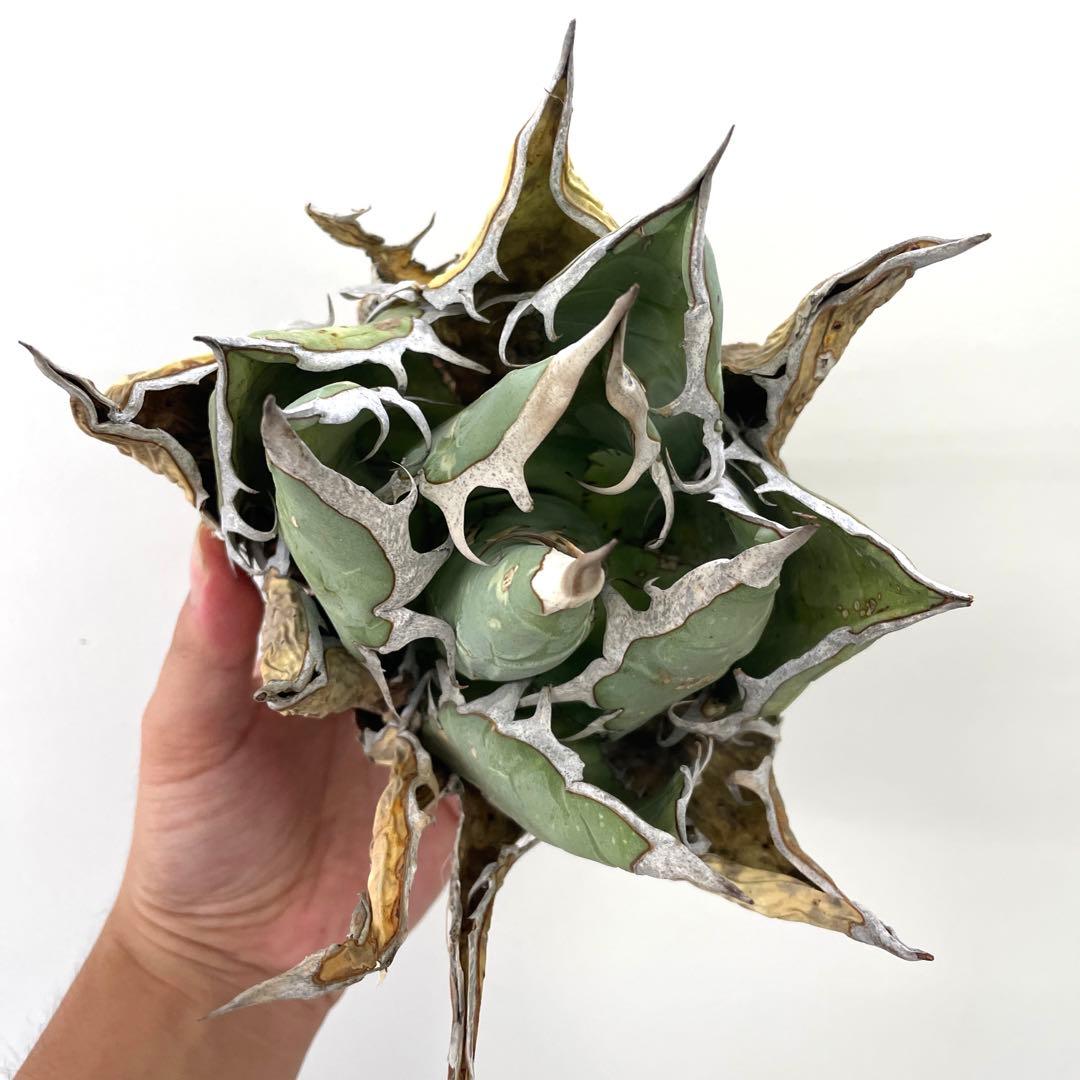 3178K 【希少 青葉 強棘】アガベ オテロイ オアハカ 週間売れ筋 50