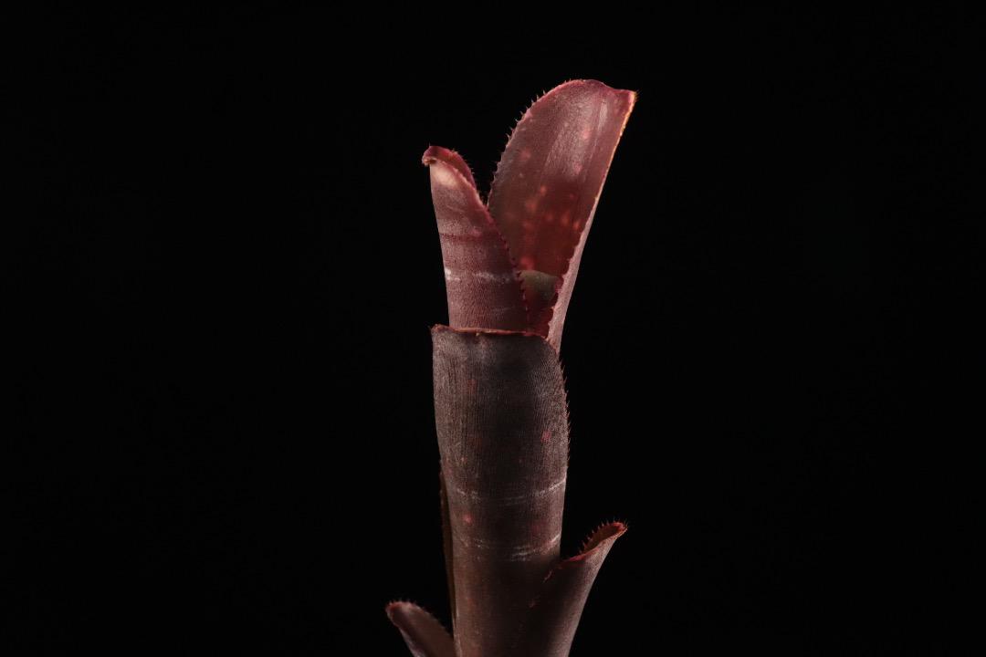る*た様 Billbergia 3株セット Billbergia ´Incendiary delight´ B0193