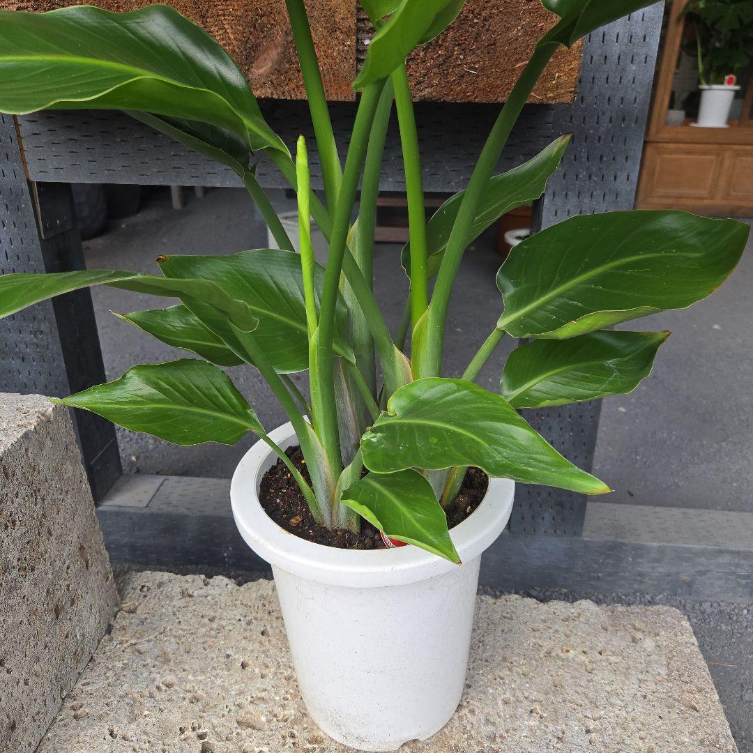 ⑦　ストレリチア　オーガスタ　8号　３株植え　特大苗木最高等級極上品‼️ ⑬ ストレリチアオーガスタ 8号 3株植え 特大苗木最高等級極上