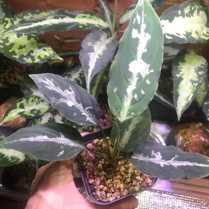GT便アグラオネマ ティガリンガ産 GT1803 melodiapet.com.br