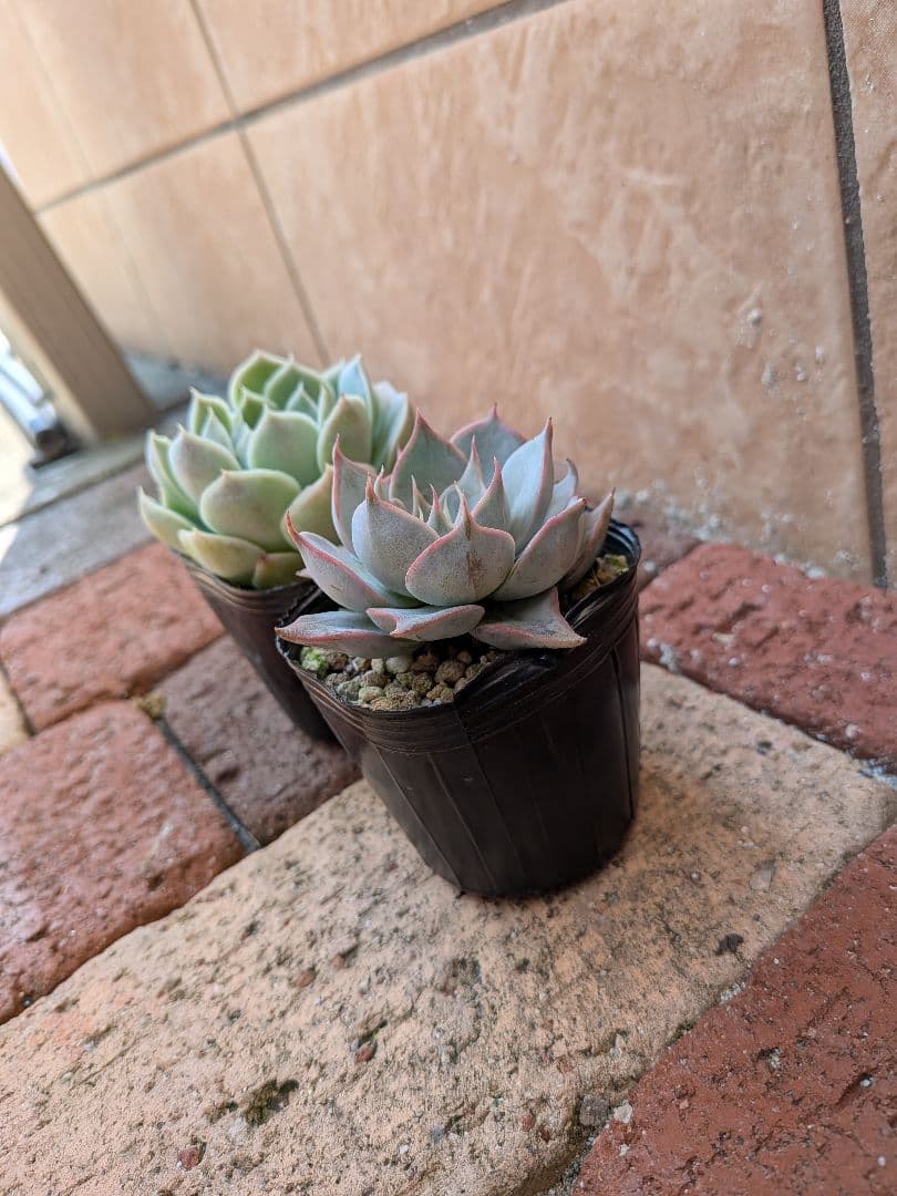 ののい　多肉植物