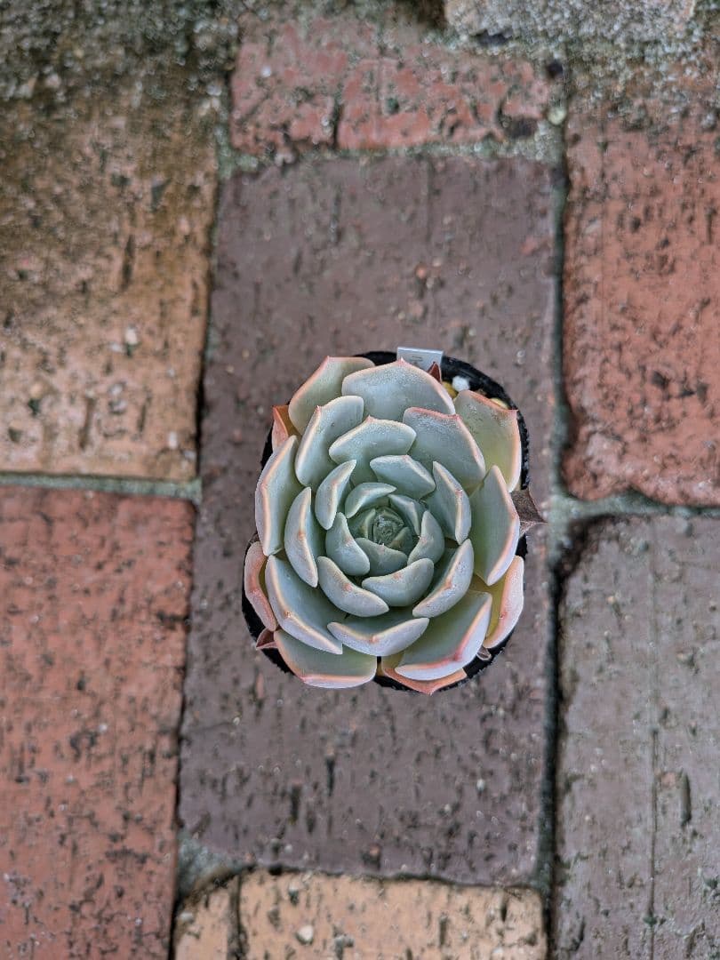 ののい　多肉植物