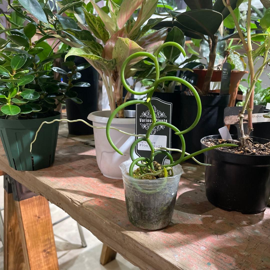 オリンピックリングス 着生蘭