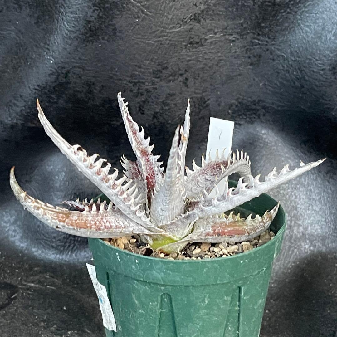 ガンダルフ gandalf ディッキア 発根済みカキ子① | www.tspea.org