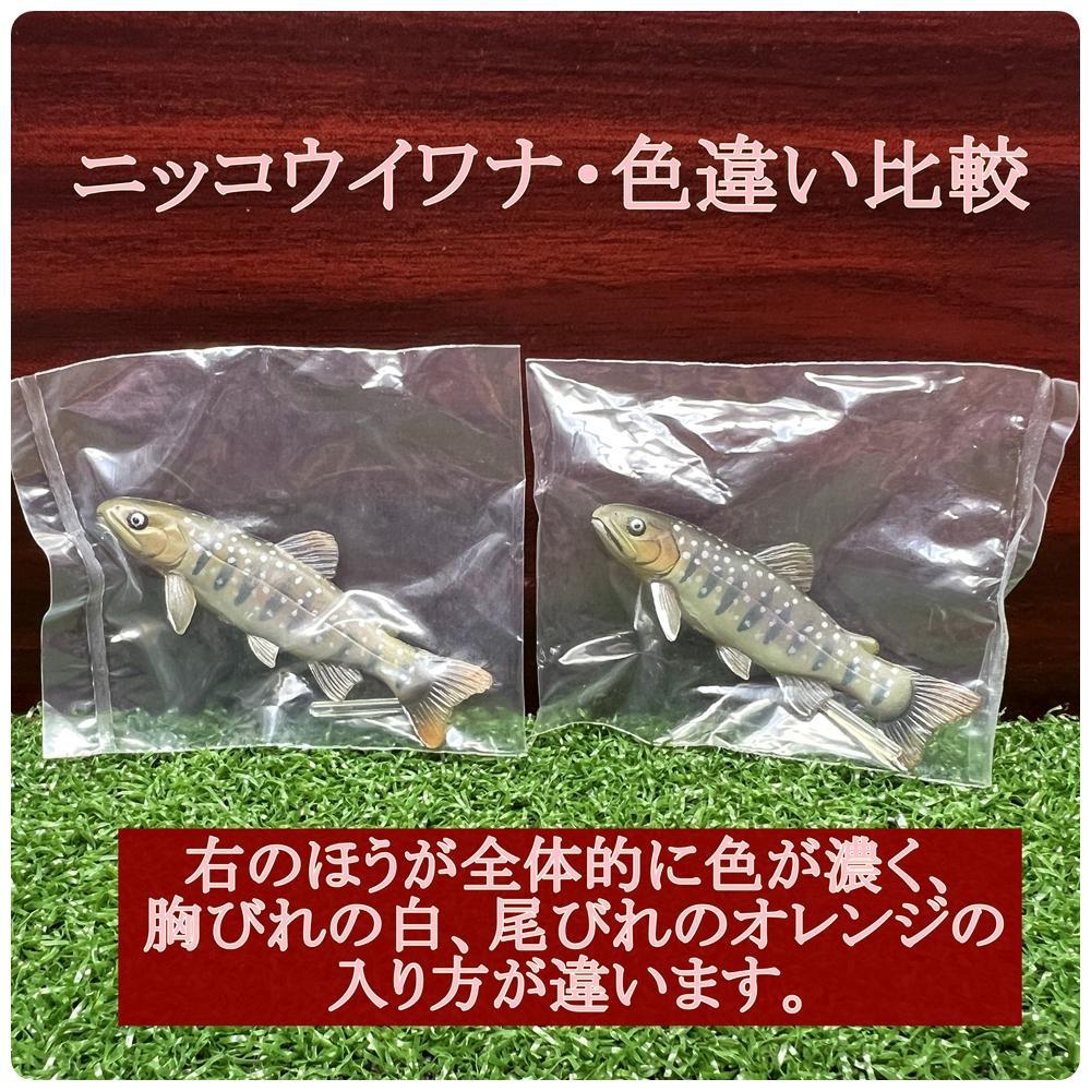 ユージン 原色淡水魚図鑑1 全16種+1。 - メルカリ
