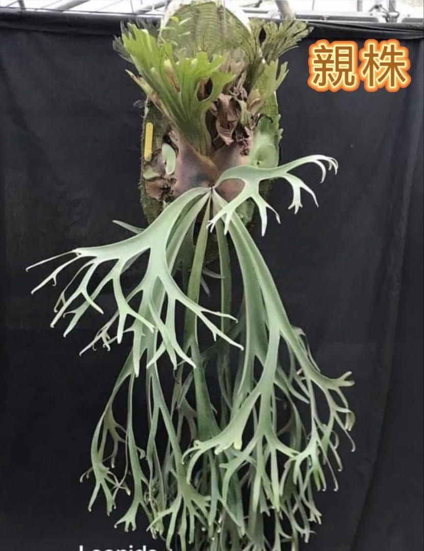 ビカクシダP. willinckii 'Leonids' sporeling#2