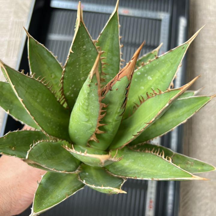 【US輸入株】アガベ コンワリス Agave convallis