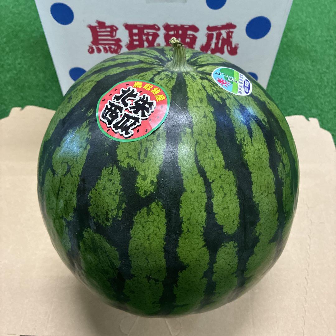 鳥取スイカ（大栄産）
