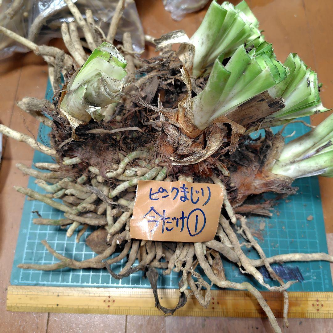 レア　アガパンサス　ピンク混じり超特大親株①