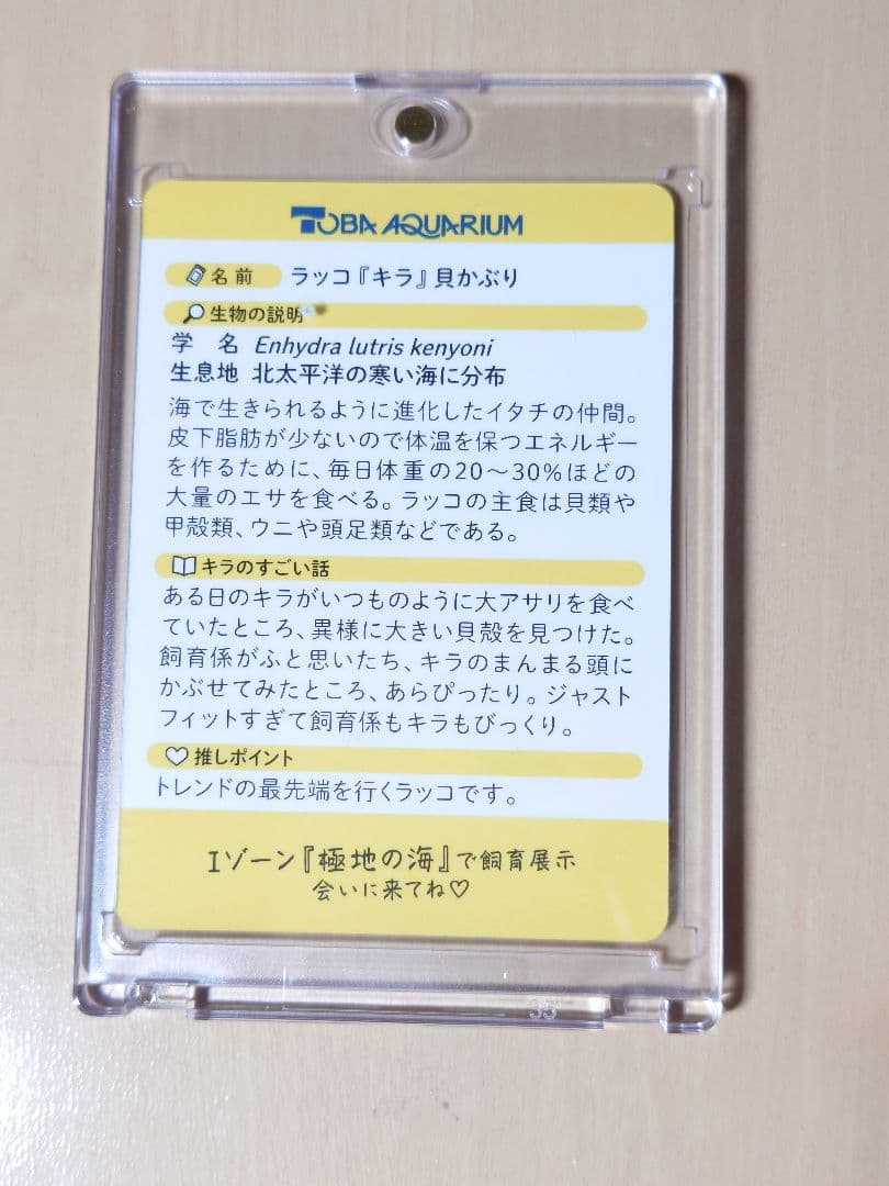 鳥羽水族館70周年記念コレクションカード ラッコ「キラ」レアカード 鳥羽水族館70周年記念コレクションカード ラッコ「キラ」レアカード