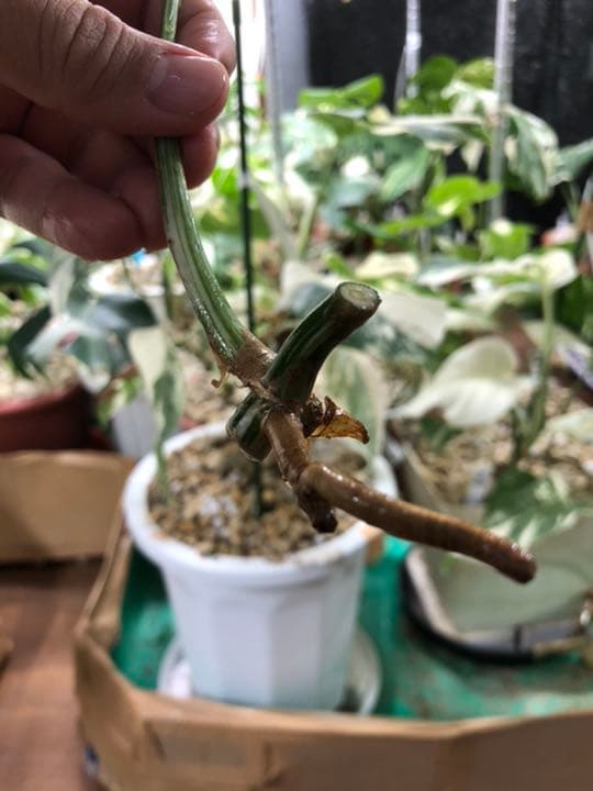 モンステラ 斑入り E 極斑血統 1節カット 葉付き 発根済み | mtevino.ge