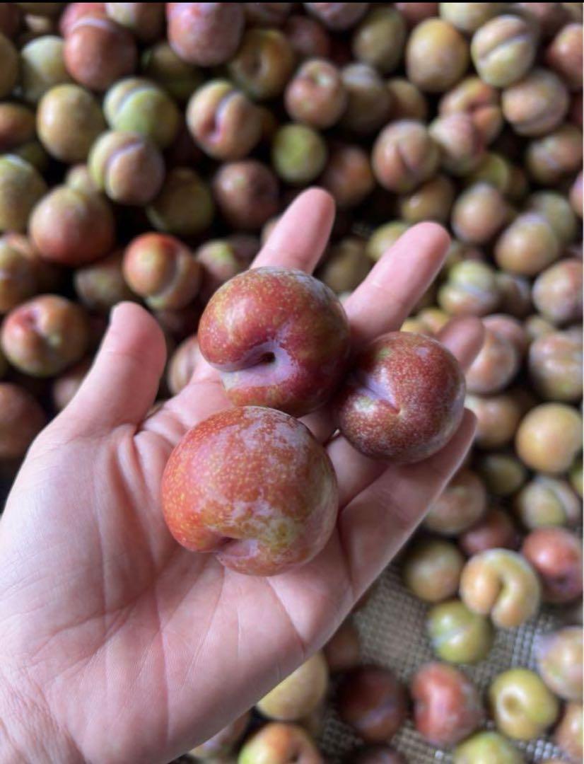 すもも 3kg plum 無農薬 スモモ 鹿児島県産 - メルカリ