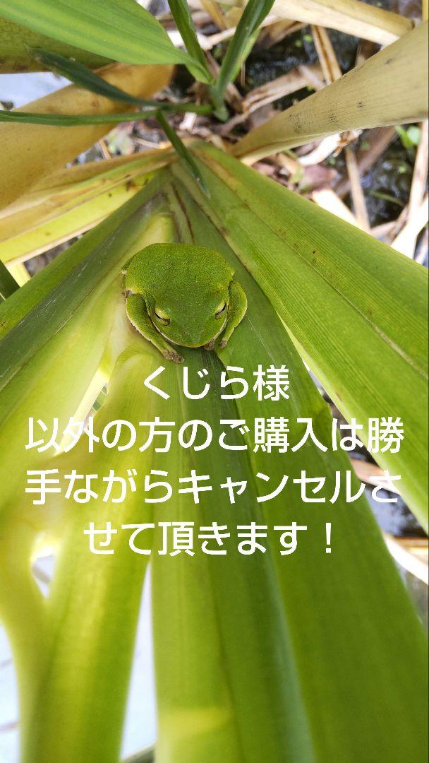 くじら様真菰葉2キロ