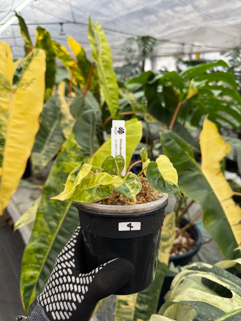 4 フィロデンドロン