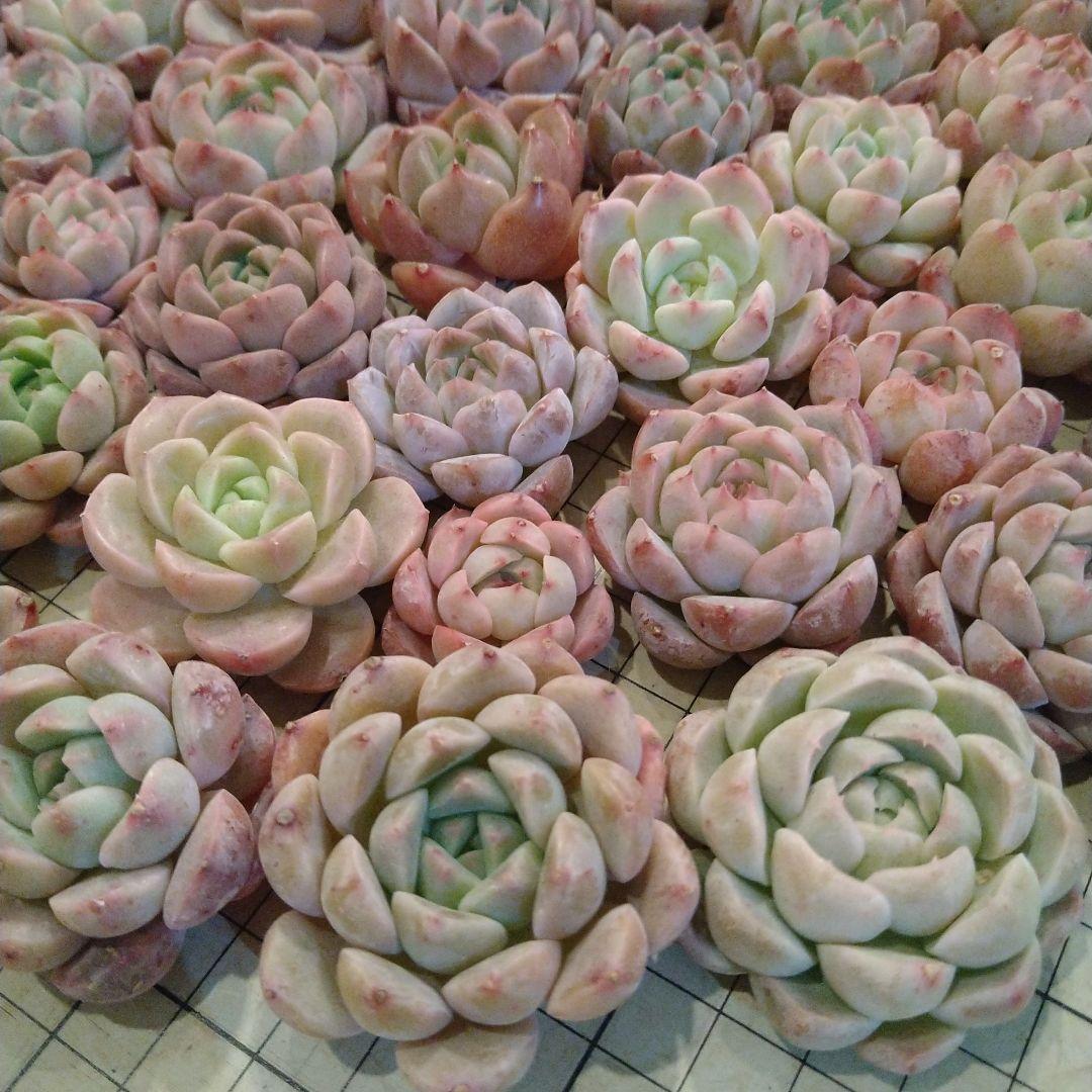 16 【現物発送】 多肉植物 カット苗 100個 60サイズ発送