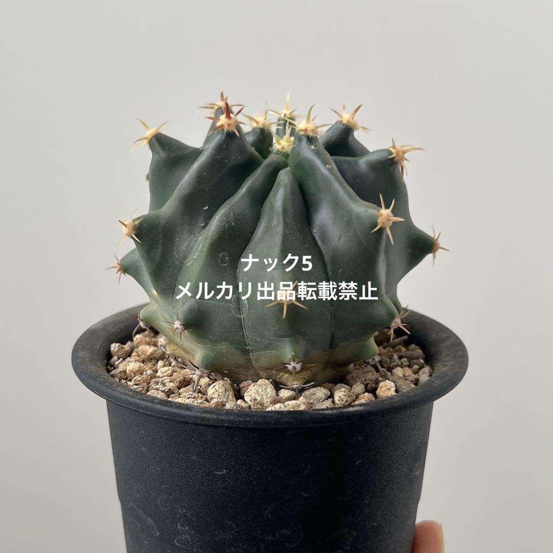 径11cm ホリダス モンストローサ フェロカクタス サボテン 短刺
