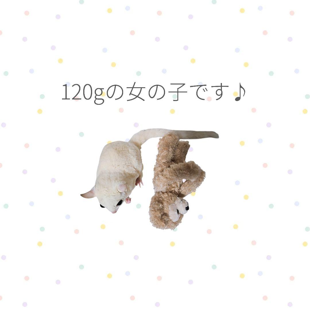 【ころんとポーチLころころハウスL】131＊ころんと日和＊フクロモモンガ＊小動物