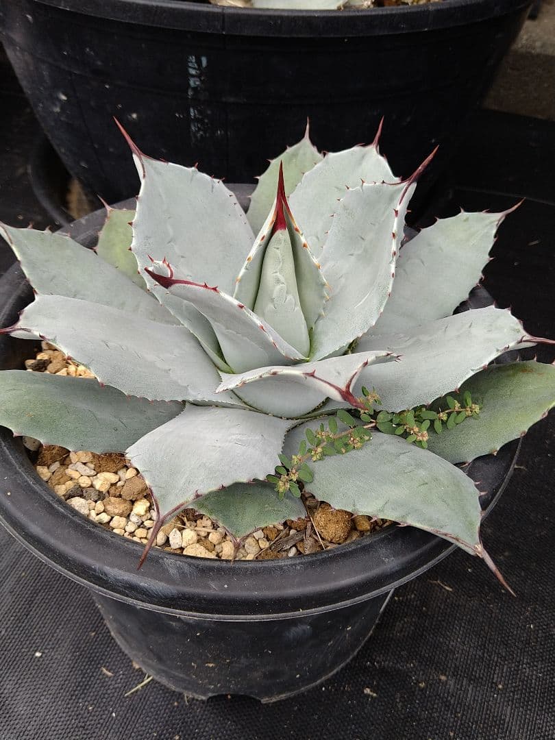 子株傷や汚れあり