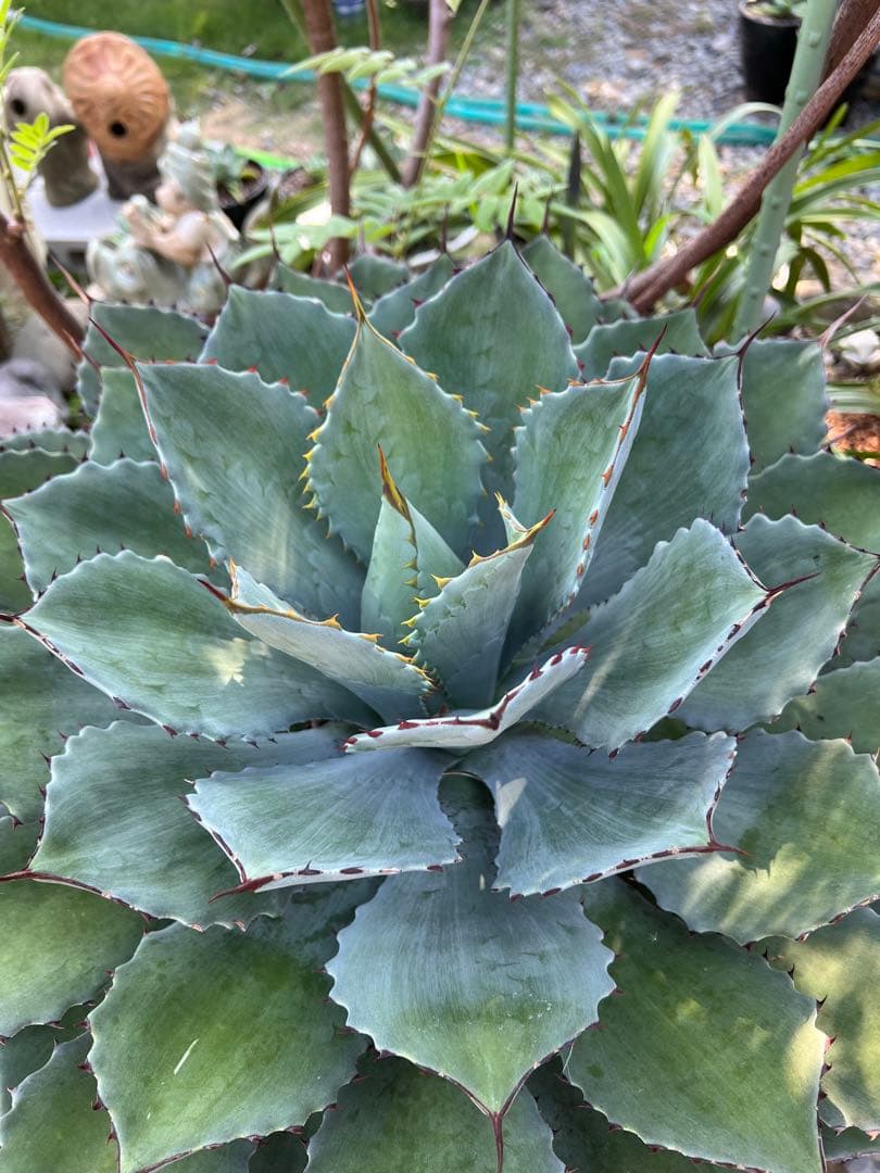 成熟したアガベ 植物　バリートランカーター④