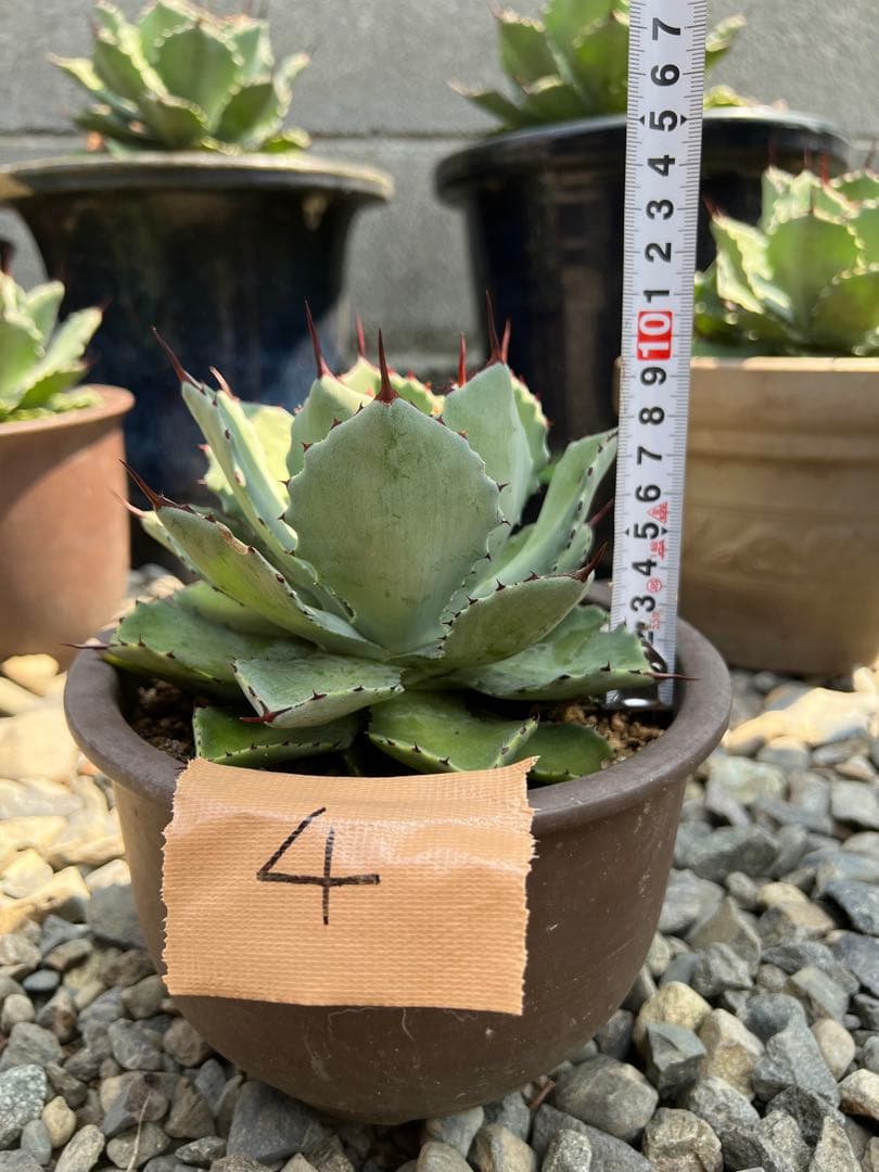 成熟したアガベ 植物　バリートランカーター④