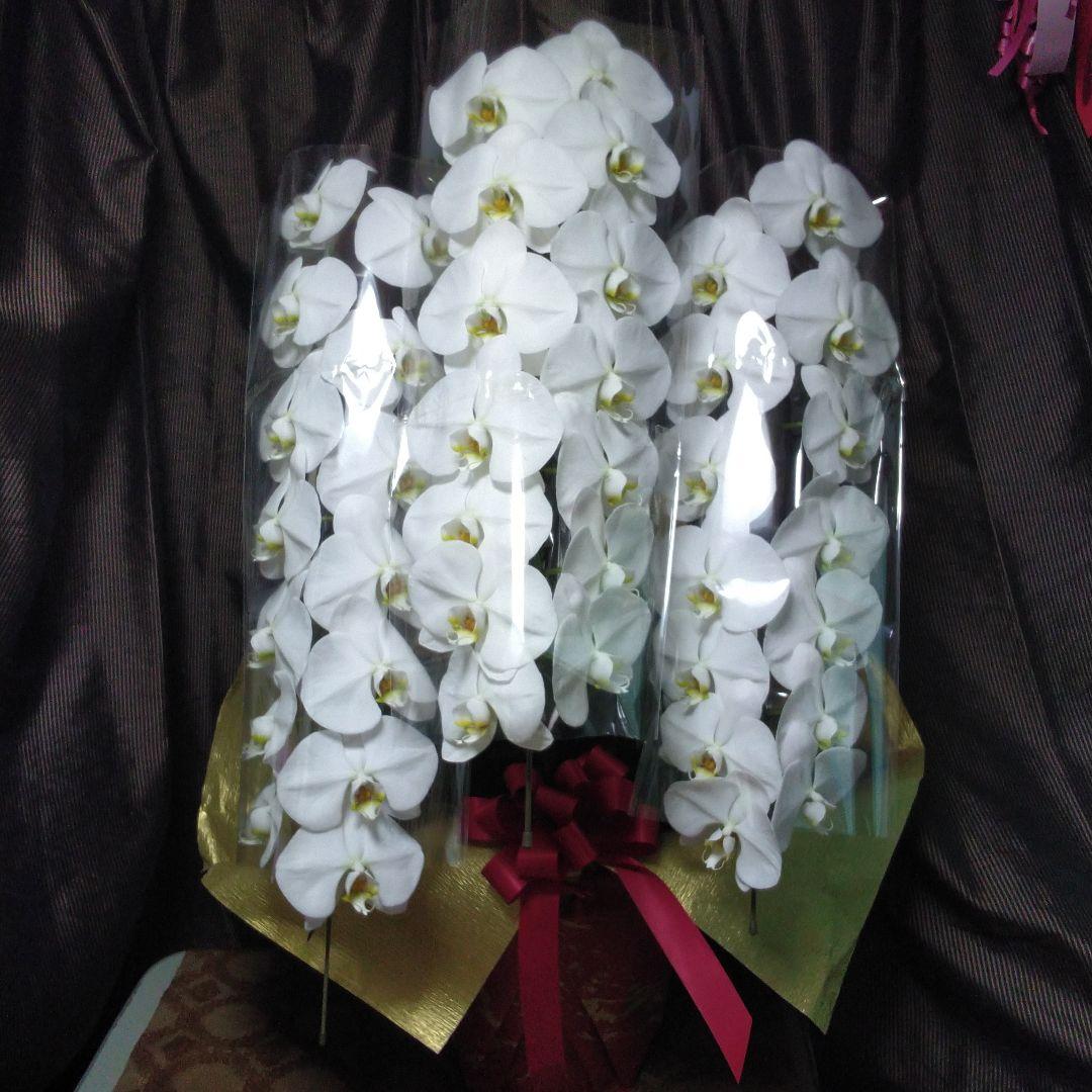 mac様専用 胡蝶蘭 生花 ロング ＋手書き伝票＋贈答用箱