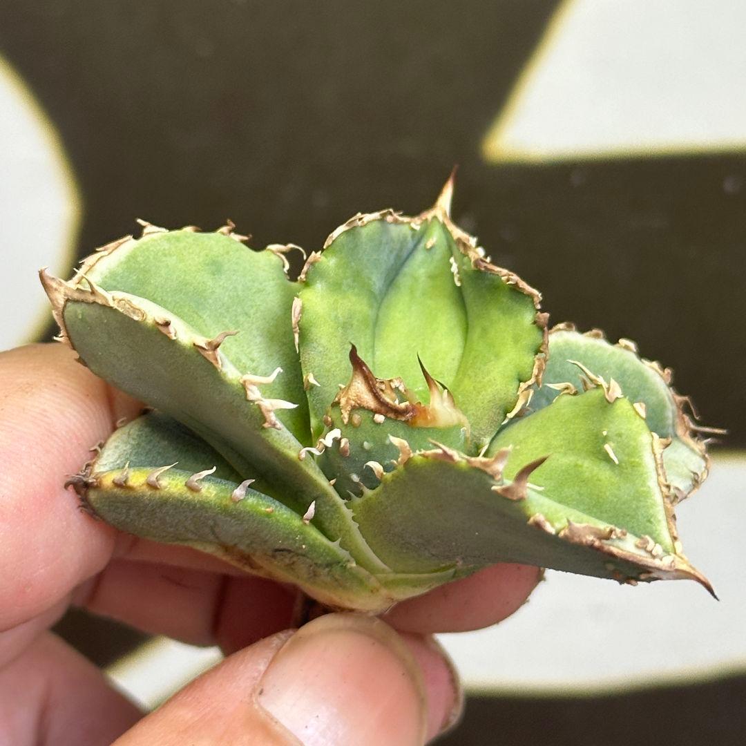 agave