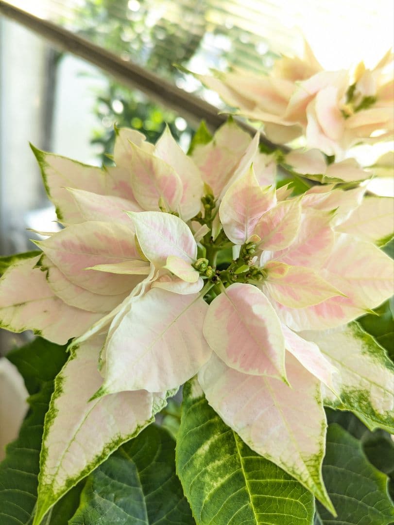 ❀なおちゃん⭐︎様❀ ❀なおちゃん⭐︎様❀