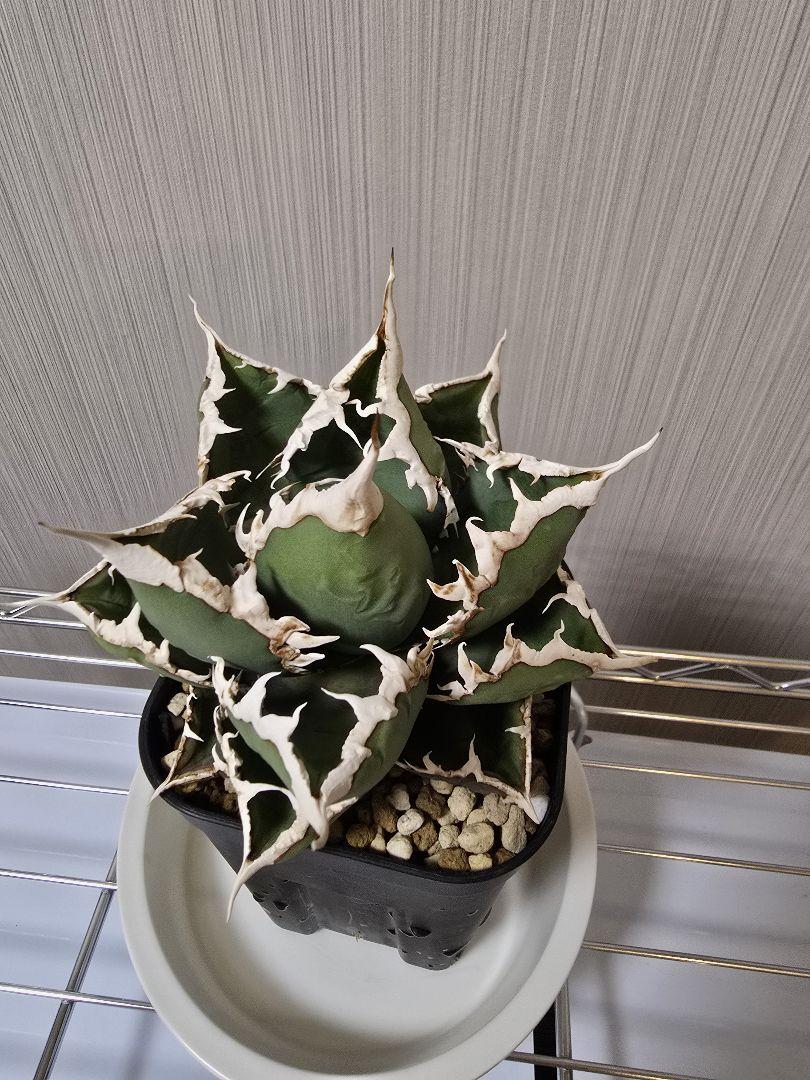 アガベ 狼人