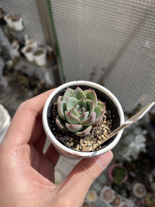 休日限定 na♡プロフ必読様専用出品 多肉植物 韓国苗 エケベリア おまとめ - 植物/観葉植物 - bu.edu.kz 休日限定 na♡プロフ必読様専用出品 多肉植物 韓国苗 エケベリア おまとめ - 植物/観葉植物 - bu.edu.kz