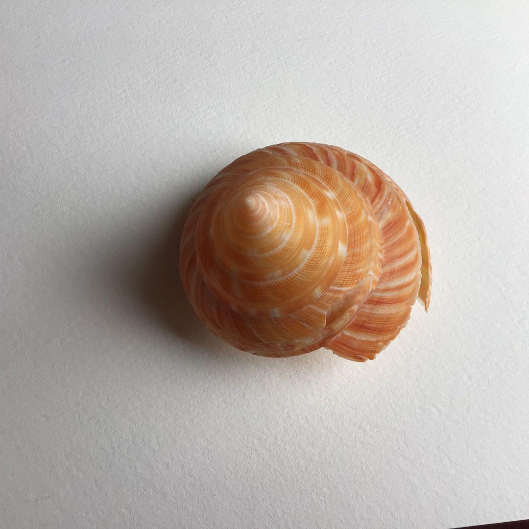 ナンバンオキナエビス6cm!!